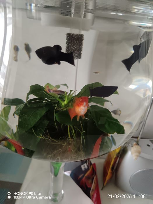 Vind pești acvariul.Molineji și sifo.