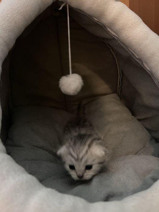Котята Британские БРОНЬ