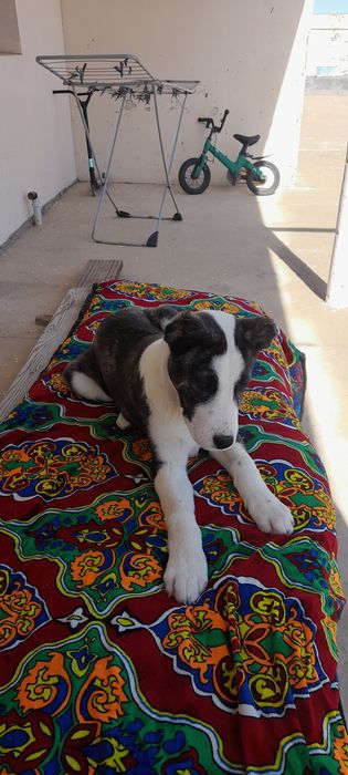 щенок сатылымда алабай