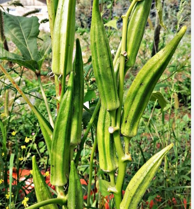 Продам семена бамии