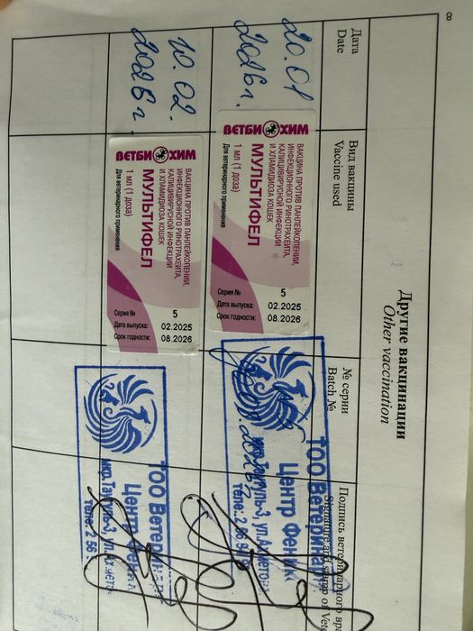 Продается Котенок породы Бенгал