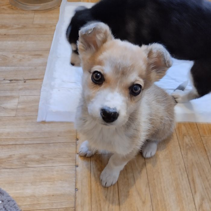 Отдам в добрые руки