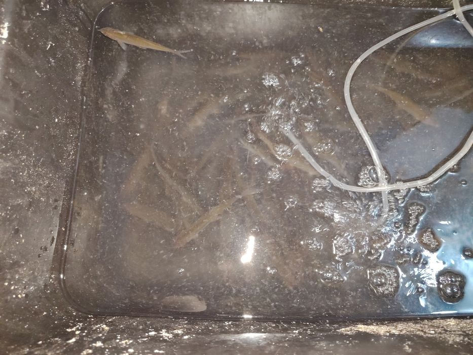 Живец.  чебак  удочный