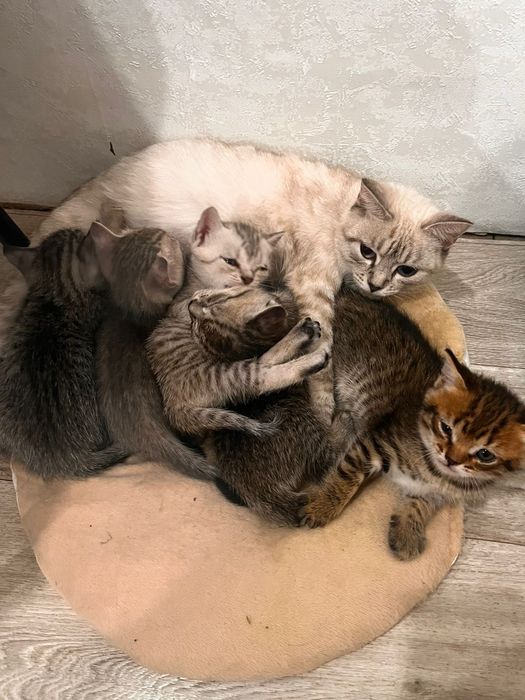 Отдам котят в добрые руки