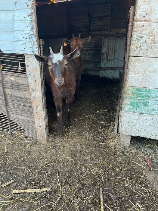 Vând două iede de anul trecut combinate din rase bune de lapte