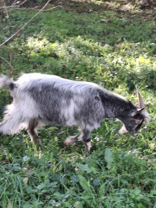 Tap castra cu varsta de 11 luni