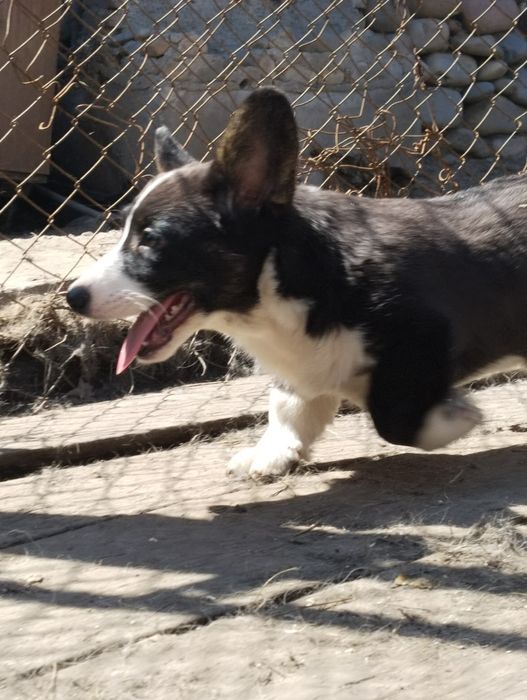 Щенки вельш корги