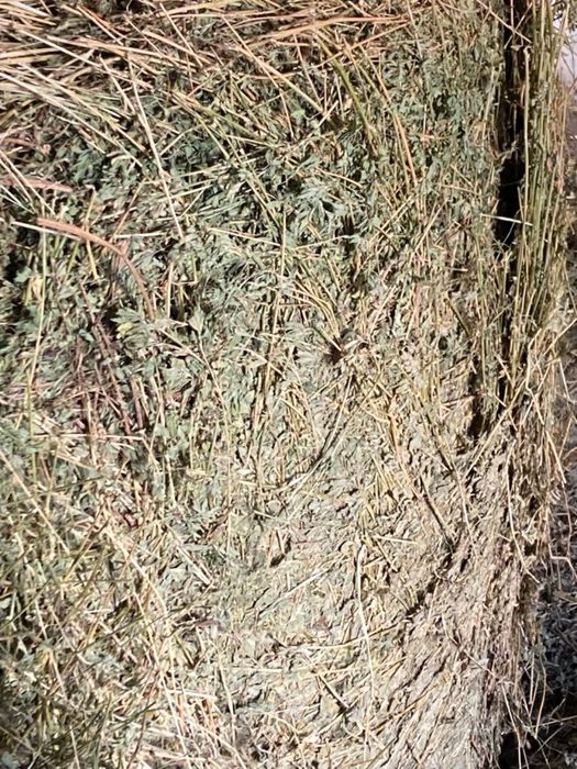 Baloti Lucerna Calitatea 1