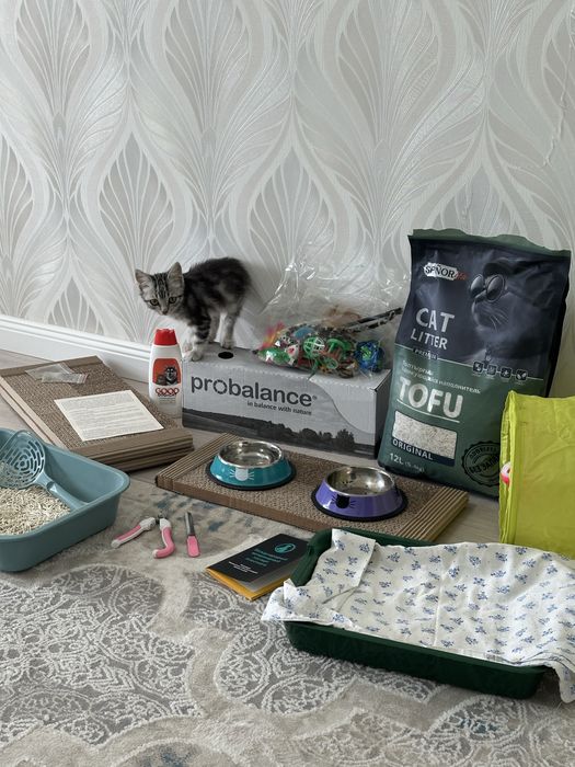 Котенок в хорошие руки