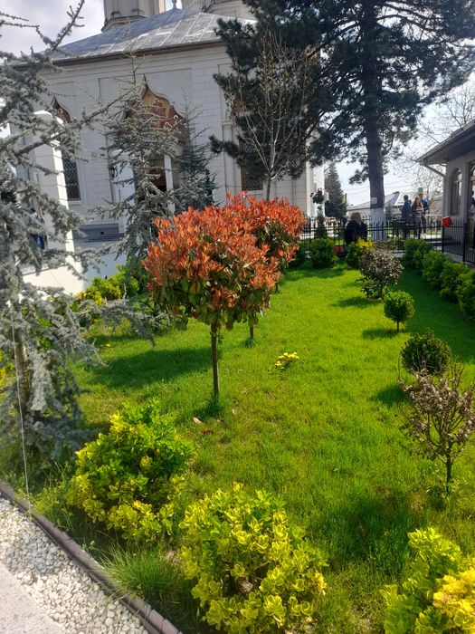 Amenajări grădini Tuia Spirale Tei Brazi de evenimente