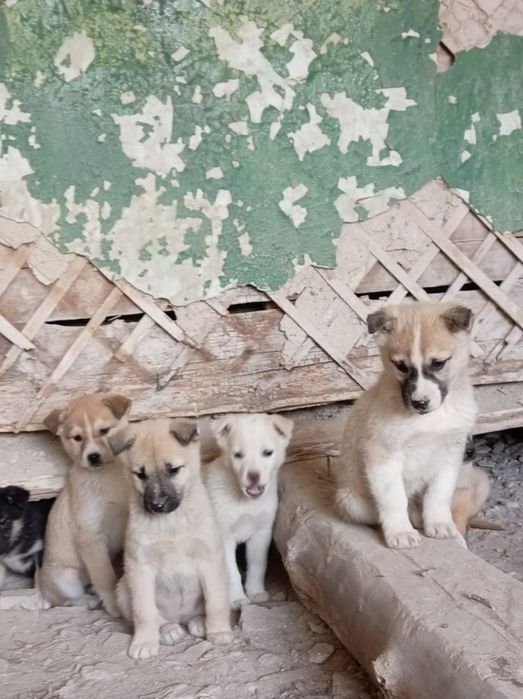 Срочно ищут дом! SOS!!!