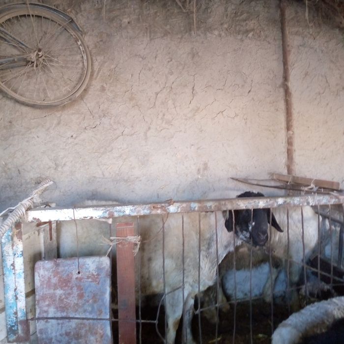 Кучкорлар сотилади