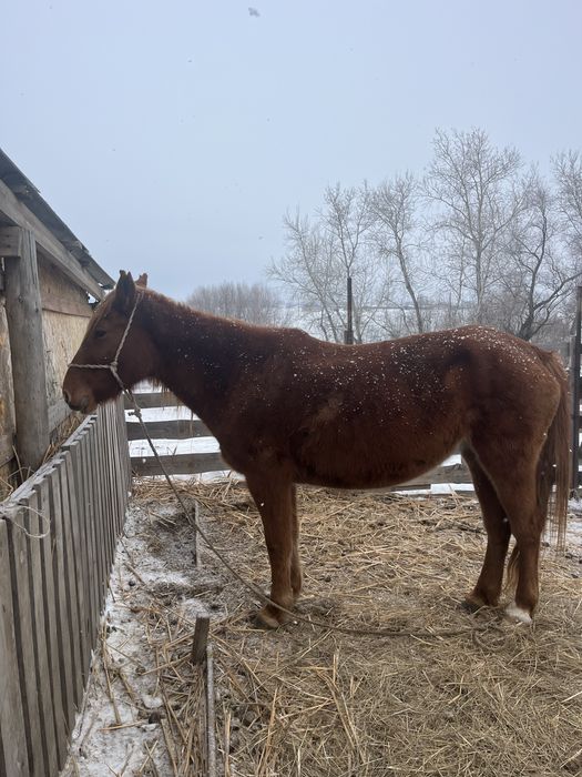 Буаз бие сатылады асау