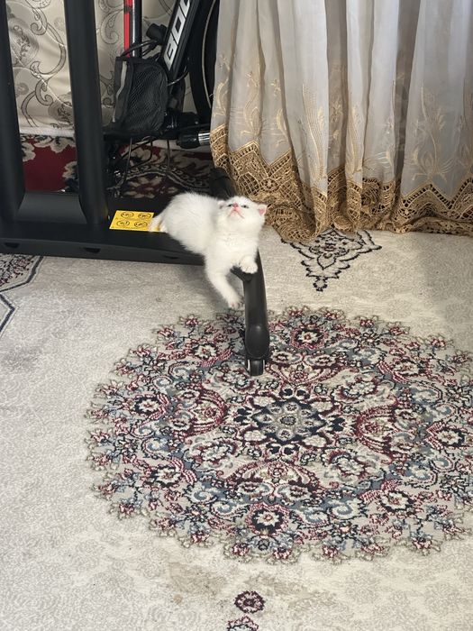 Mushu sotiladi oppo 2 ta bor ikkloviyam qiz bola