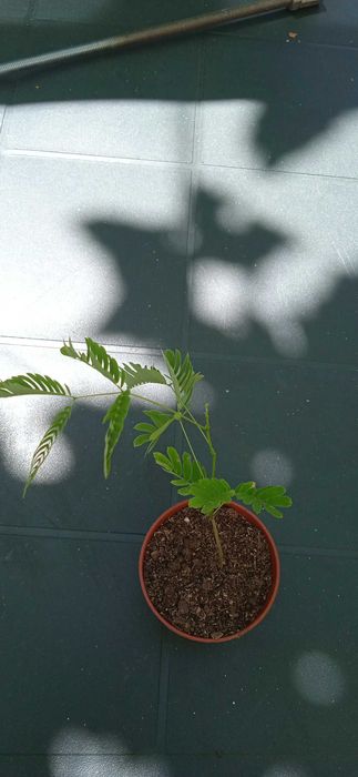 Албиция!Ледебурия,Африканска лилия ...Албиция ... Копринено дърво < 3