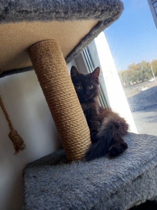 Котенок девочка 2 мес