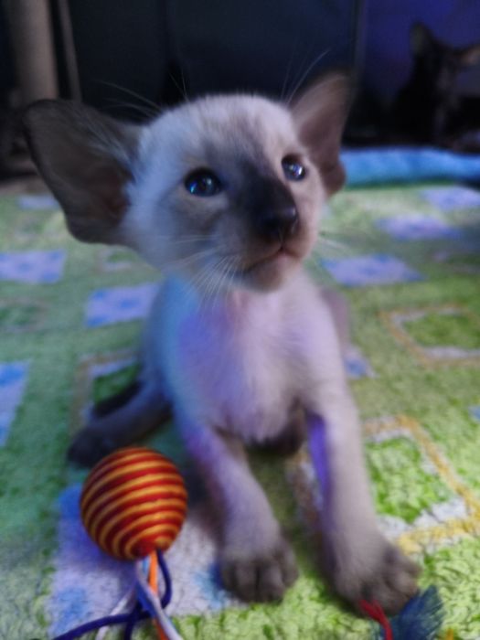 Ориентальные котята