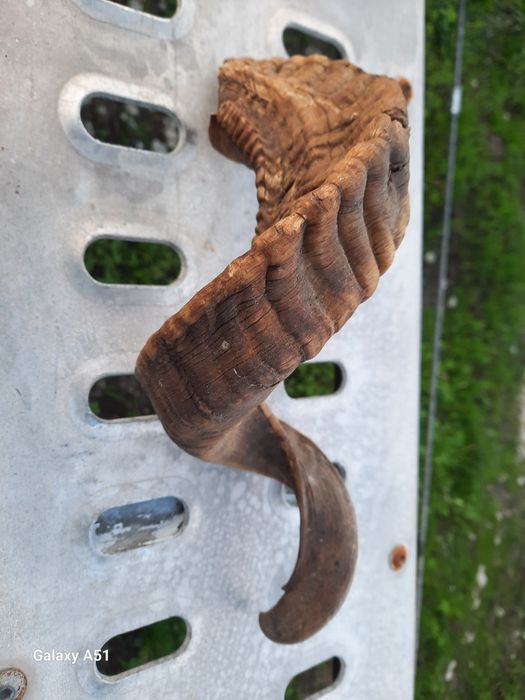 Рог от МУФЛОН. 1 брой