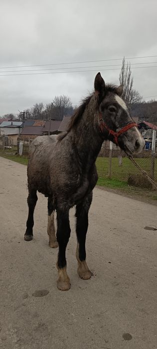 Mânz de 5luni de vânzare