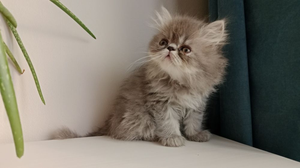 Персидский котёнок мальчик серый