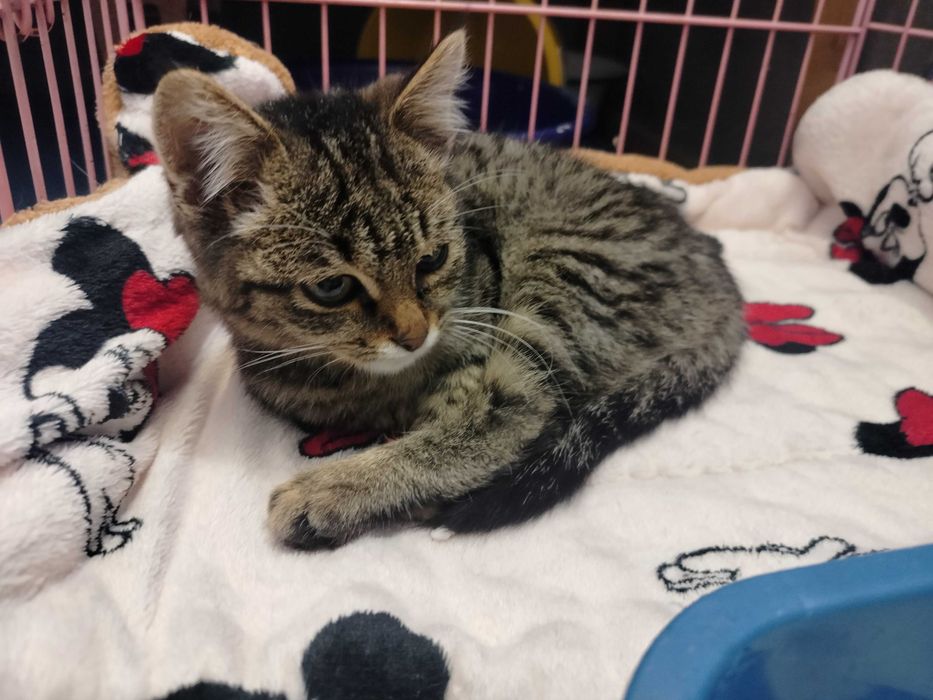 Отдам котёнка в добрые руки