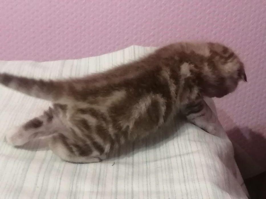 Продам шикарных шотландских котят