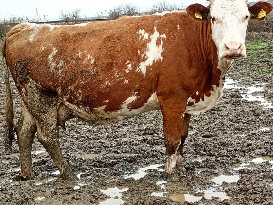 vand vaca de 600 de kg