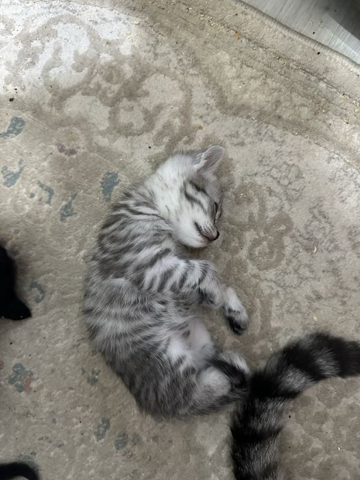 Продам британских котят