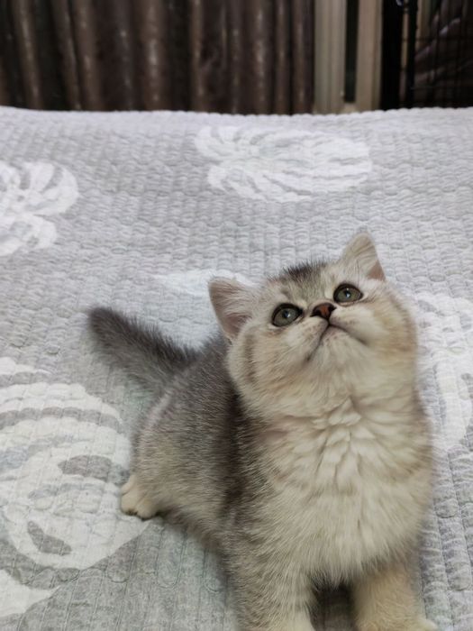 Шикарный крупный мальчишка от правильной вязки