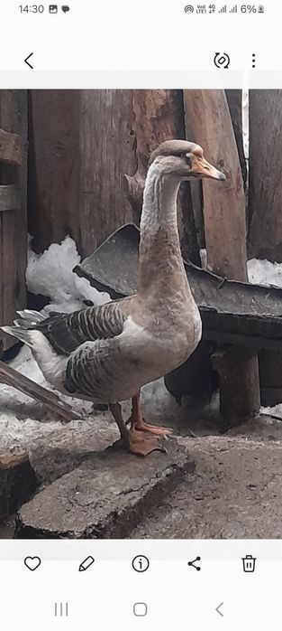 Продам Халмагоров