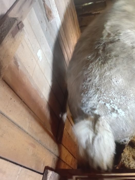 Продам семіз бие