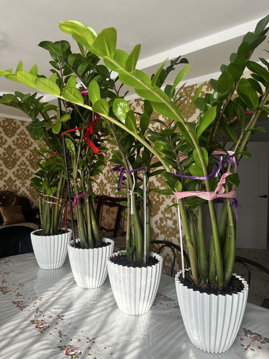 Доллоровае дерево замик