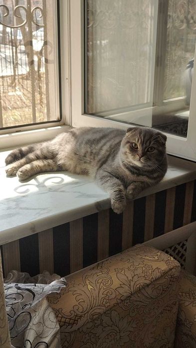 Кот шотландский скоттиш фолд котенок