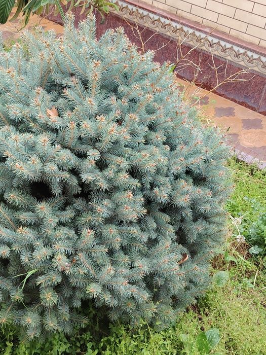 Goluboy el  Picea pungens