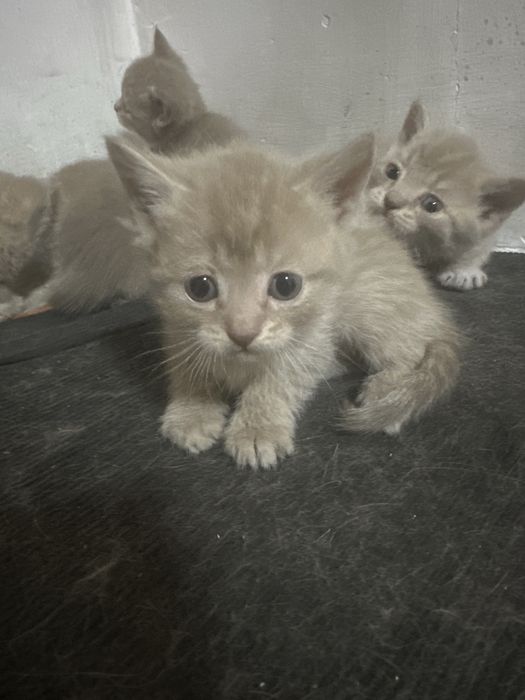 Отдам котенка мальчика в хорошие руки