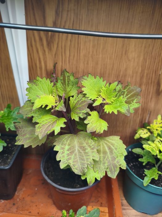 Колеусы в ассортименте