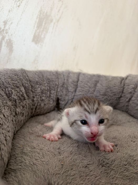 Отдам котят в добрые руки