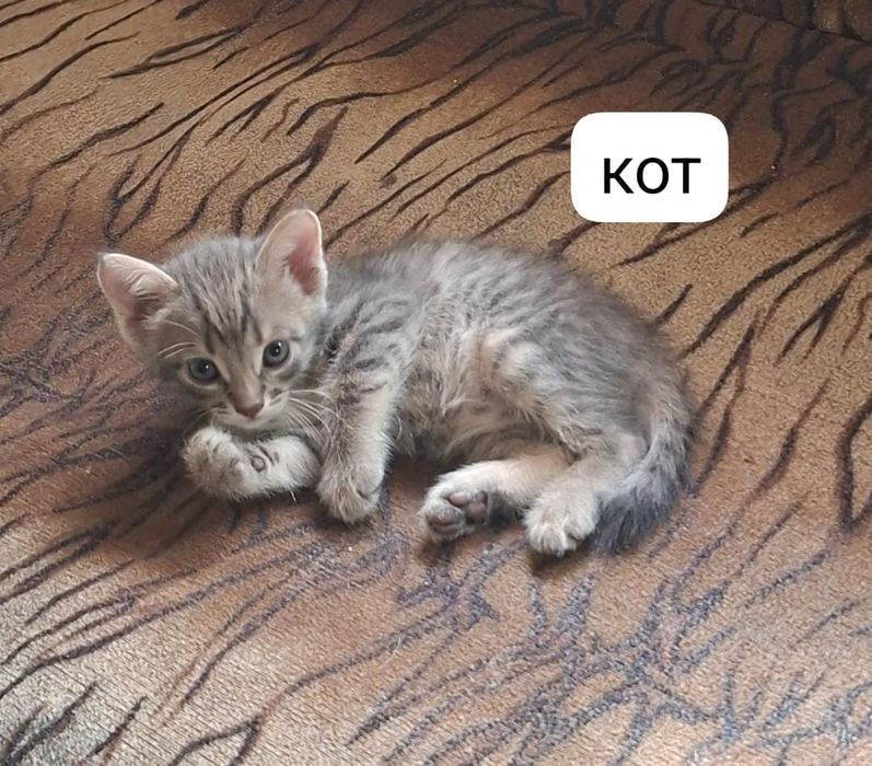 Котята домашние бесплатно