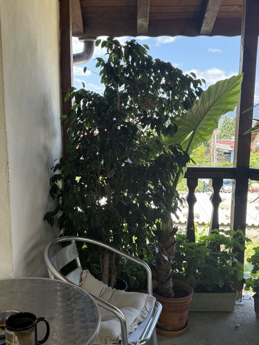 Продавам два вида фикус Бенджамин