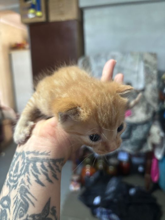 Отдам котят в добрые руки