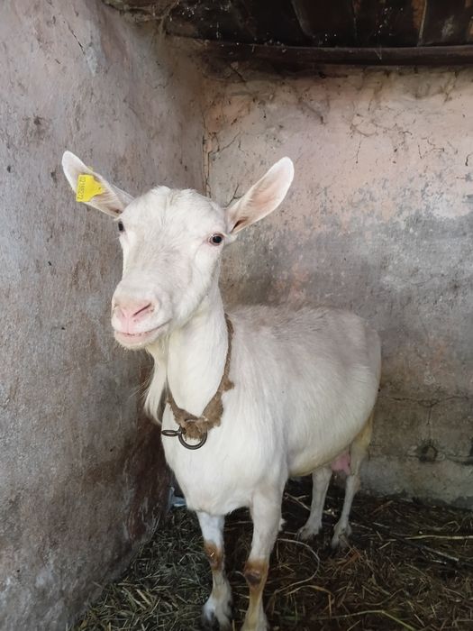 Продам коз и козлят