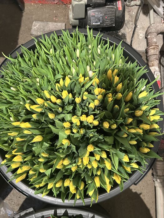 Голландские , Местные , Тепличные тюльпаны