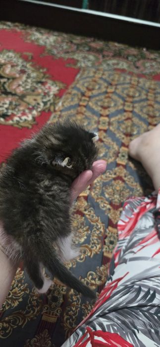 Мушук боласи 1 ойли