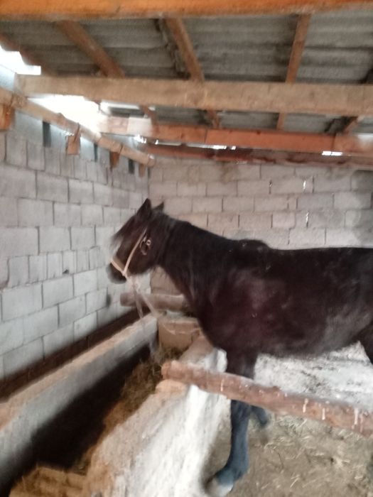 Жылғы бие согым сатылады