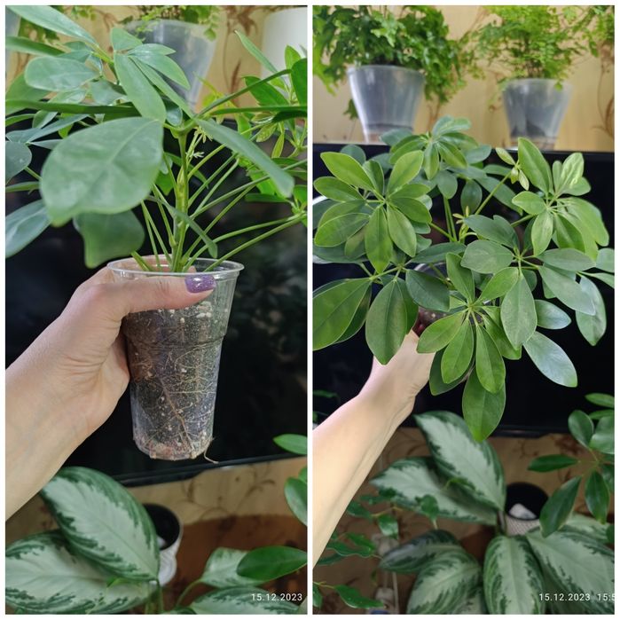 Продам комнатные цветы