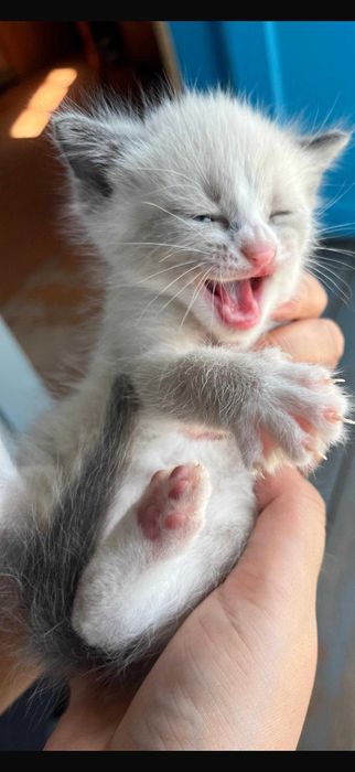 Отдам котят бесплатно