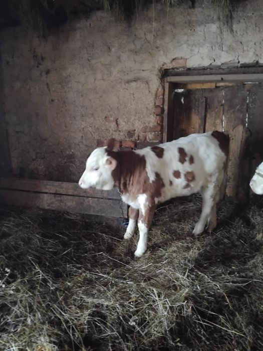 Vând vițea de o luna
