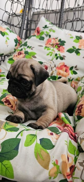 Мопсы мальчики и девочки