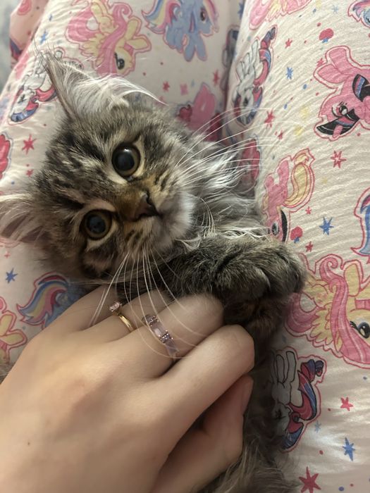 Потерялся котенок