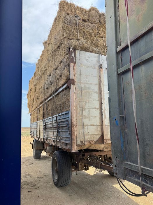 Сабан шөп сатылады